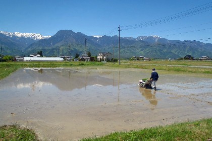 田植え